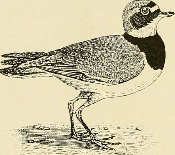 An illustration from The encyclopaedia of sport, 1897, leaf 137