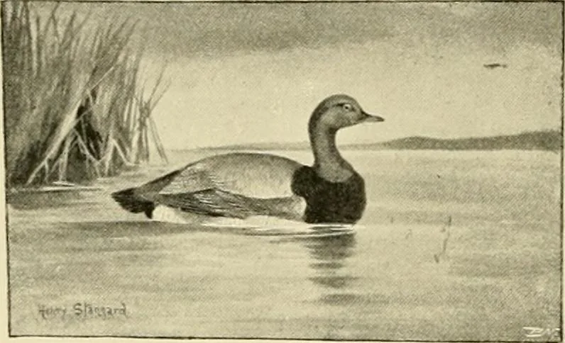 An illustration from The encyclopaedia of sport, 1897, leaf 141