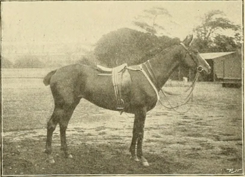 An illustration from The encyclopaedia of sport, 1897, leaf 147