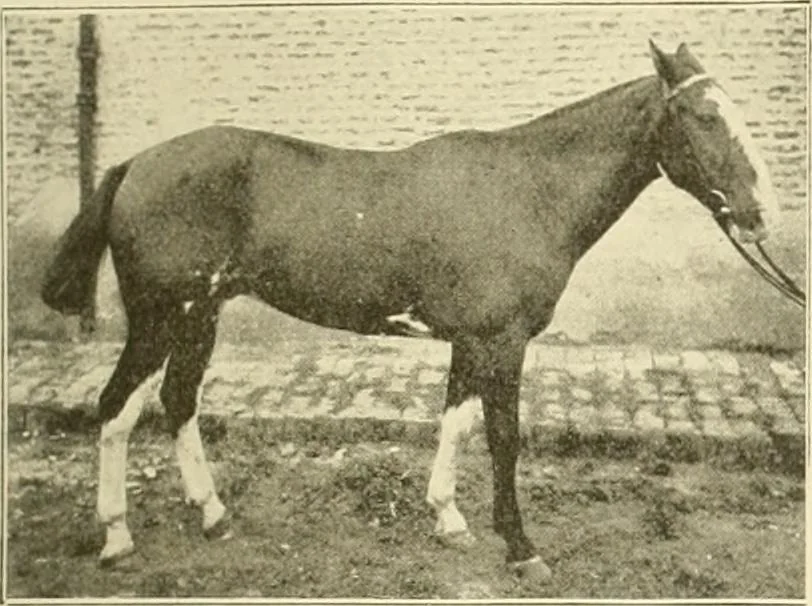 An illustration from The encyclopaedia of sport, 1897, leaf 148