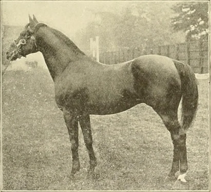 An illustration from The encyclopaedia of sport, 1897, leaf 148
