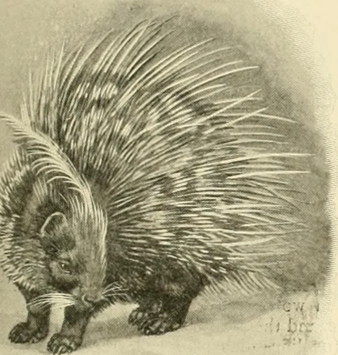 An illustration from The encyclopaedia of sport, 1897, leaf 152