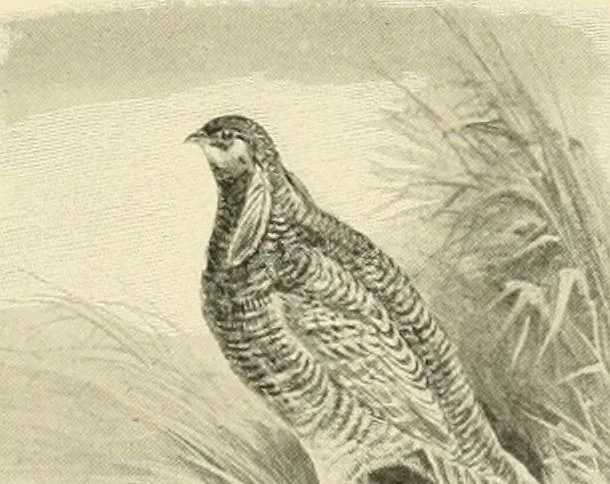 An illustration from The encyclopaedia of sport, 1897, leaf 152