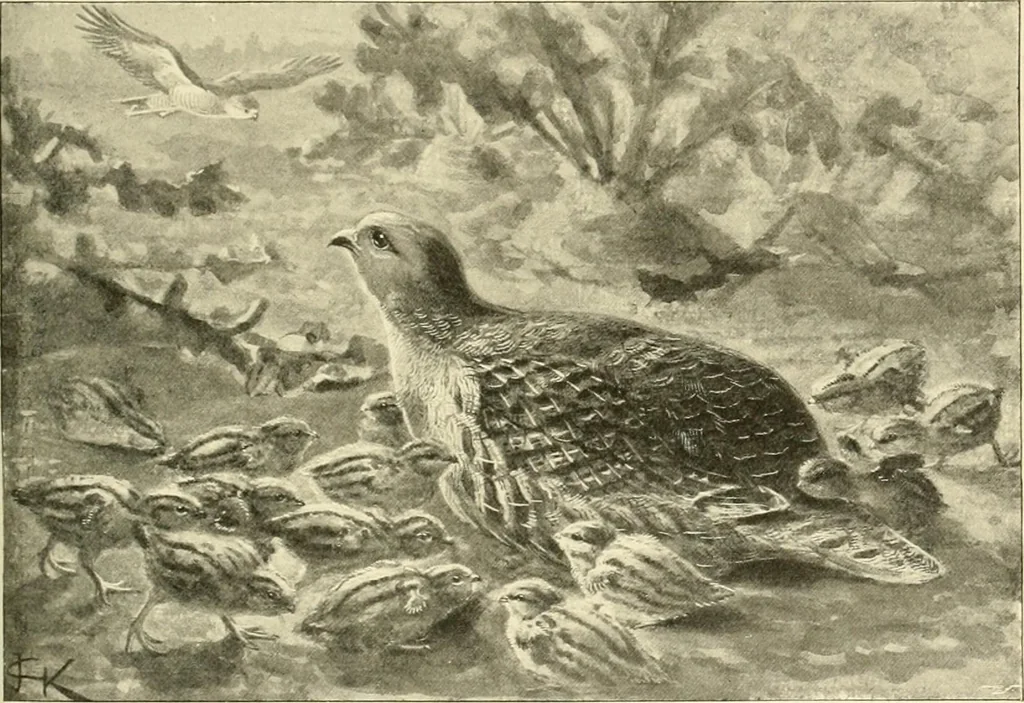An illustration from The encyclopaedia of sport, 1897, leaf 156