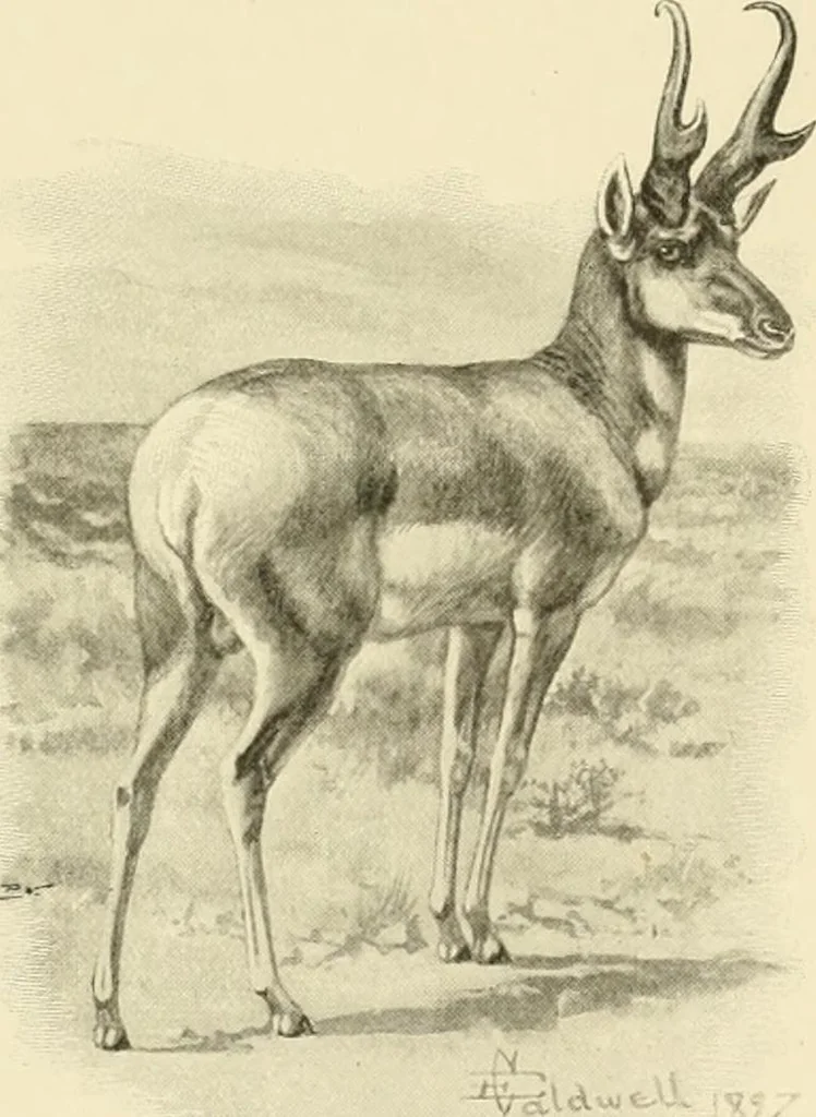 An illustration from The encyclopaedia of sport, 1897, leaf 158