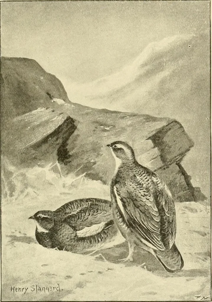 An illustration from The encyclopaedia of sport, 1897, leaf 160