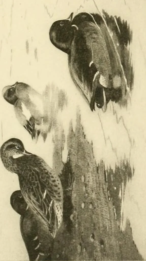 An illustration from The encyclopaedia of sport, 1897, leaf 186