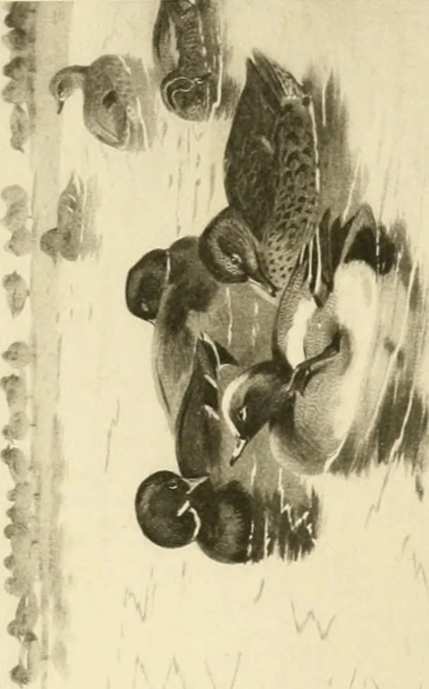 An illustration from The encyclopaedia of sport, 1897, leaf 186