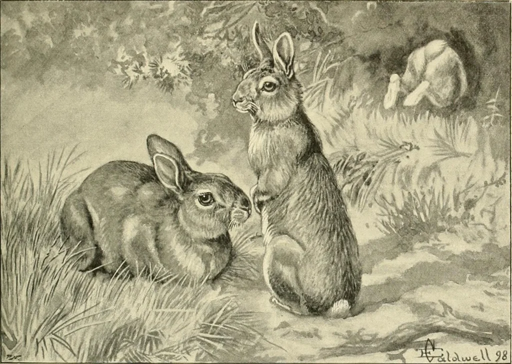An illustration from The encyclopaedia of sport, 1897, leaf 198