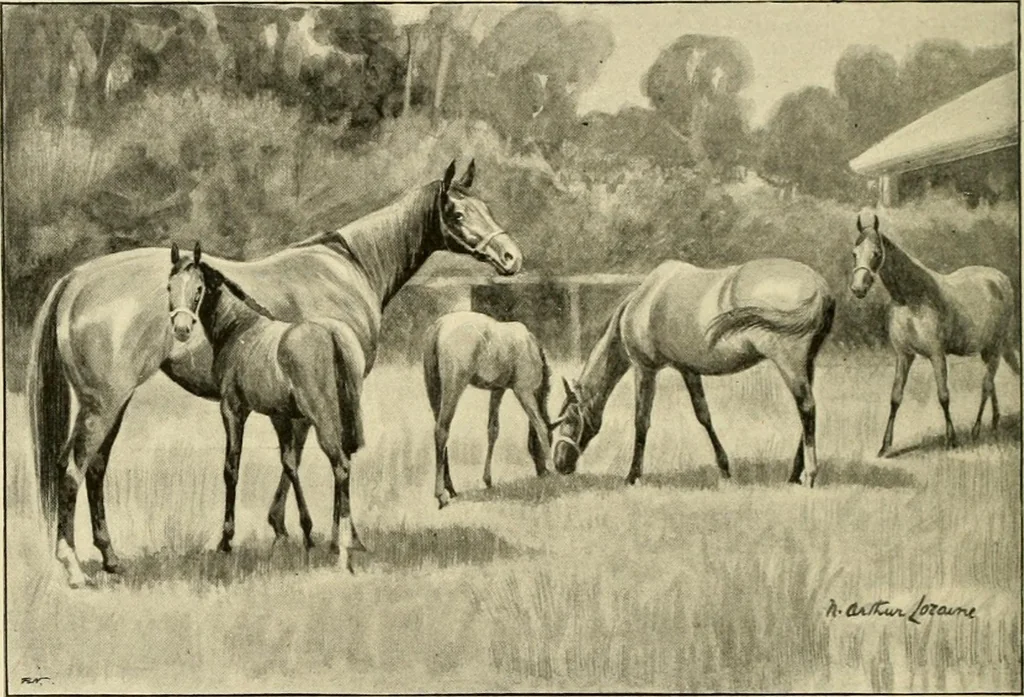 An illustration from The encyclopaedia of sport, 1897, leaf 205