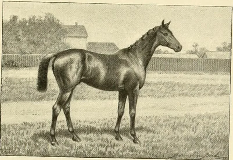 An illustration from The encyclopaedia of sport, 1897, leaf 230