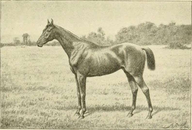An illustration from The encyclopaedia of sport, 1897, leaf 260