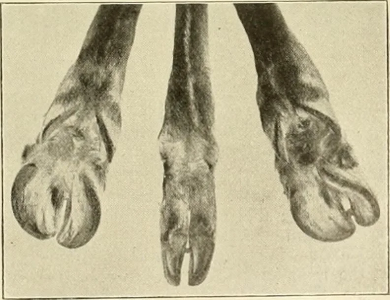 An illustration from The encyclopaedia of sport, 1897, leaf 276