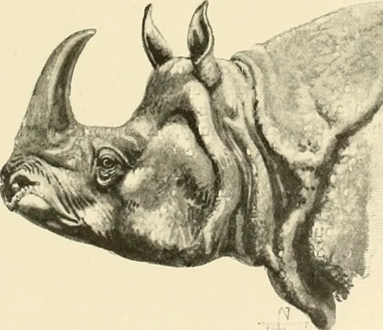 An illustration from The encyclopaedia of sport, 1897, leaf 284