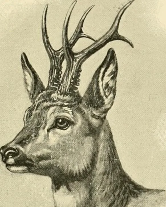 An illustration from The encyclopaedia of sport, 1897, leaf 292