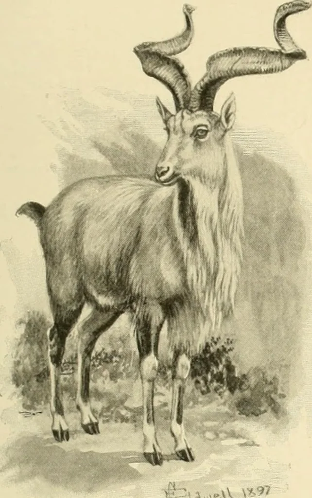 An illustration from The encyclopaedia of sport, 1897, leaf 32