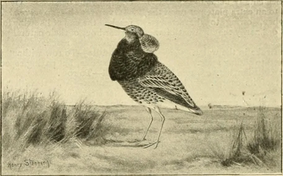 An illustration from The encyclopaedia of sport, 1897, leaf 329