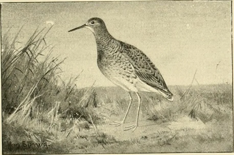 An illustration from The encyclopaedia of sport, 1897, leaf 330