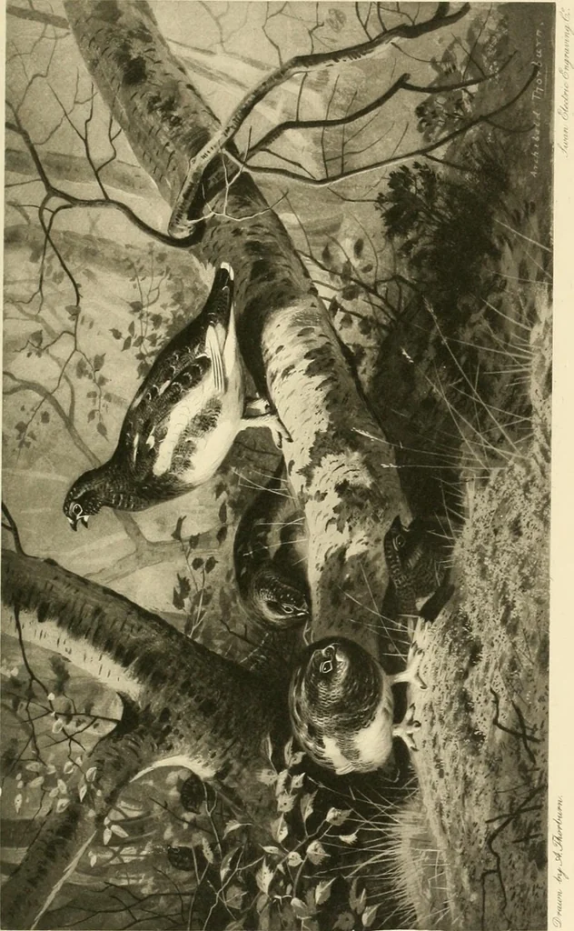 An illustration from The encyclopaedia of sport, 1897, leaf 332