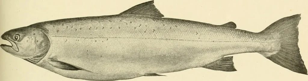 An illustration from The encyclopaedia of sport, 1897, leaf 334