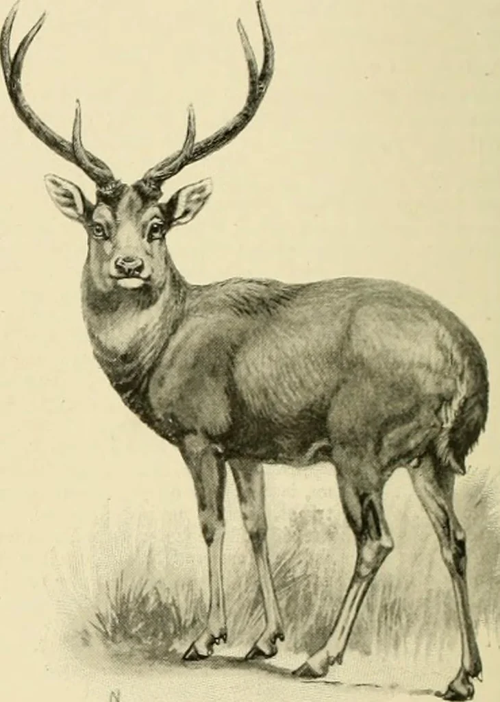 An illustration from The encyclopaedia of sport, 1897, leaf 345
