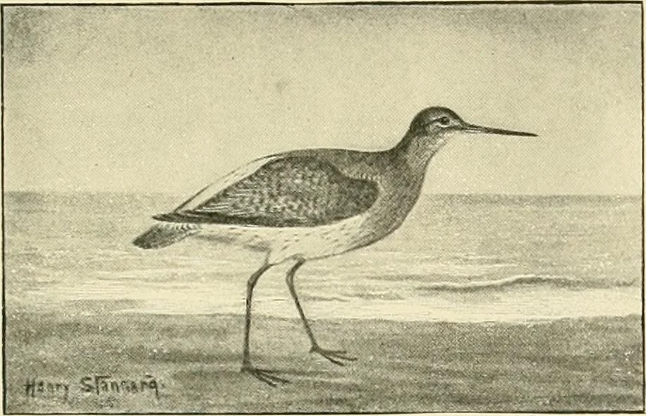 An illustration from The encyclopaedia of sport, 1897, leaf 346
