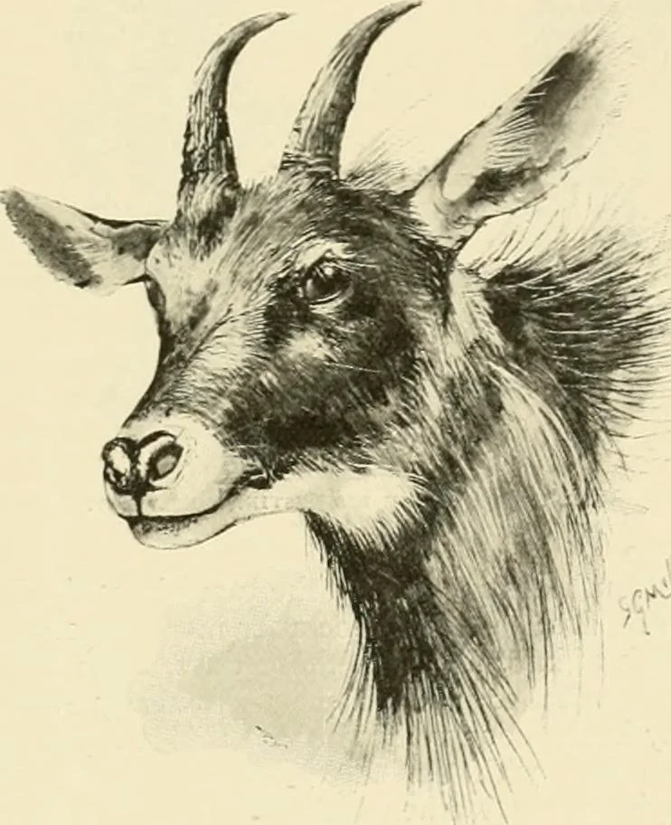 An illustration from The encyclopaedia of sport, 1897, leaf 360