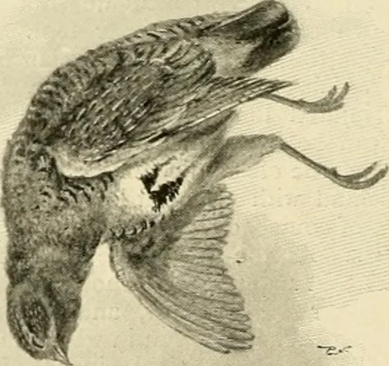 An illustration from The encyclopaedia of sport, 1897, leaf 363