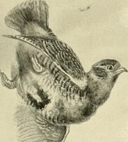 An illustration from The encyclopaedia of sport, 1897, leaf 364