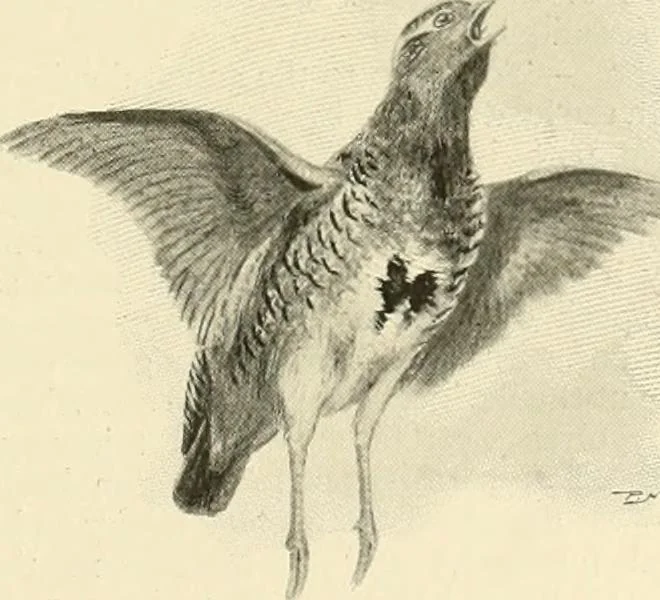 An illustration from The encyclopaedia of sport, 1897, leaf 364