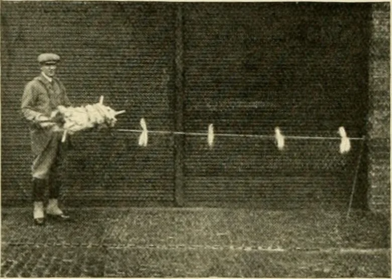 An illustration from The encyclopaedia of sport, 1897, leaf 369