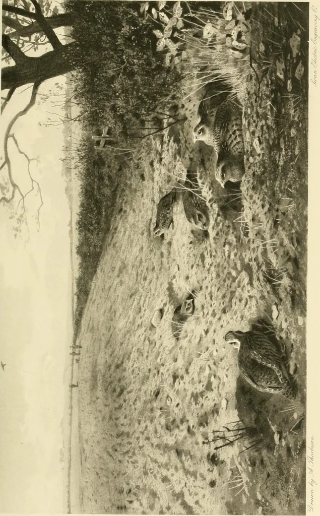 An illustration from The encyclopaedia of sport, 1897, leaf 370