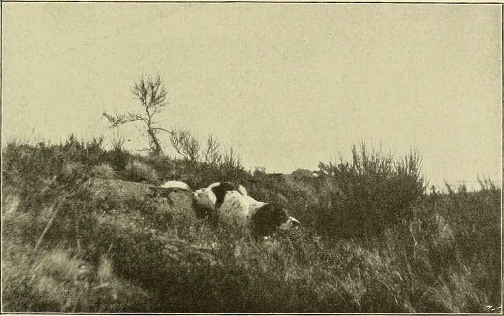 An illustration from The encyclopaedia of sport, 1897, leaf 374