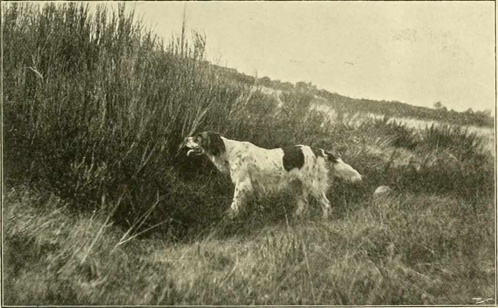 An illustration from The encyclopaedia of sport, 1897, leaf 376