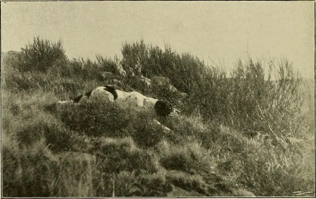 An illustration from The encyclopaedia of sport, 1897, leaf 377