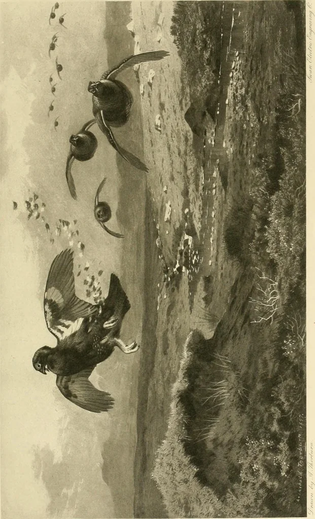 An illustration from The encyclopaedia of sport, 1897, leaf 38