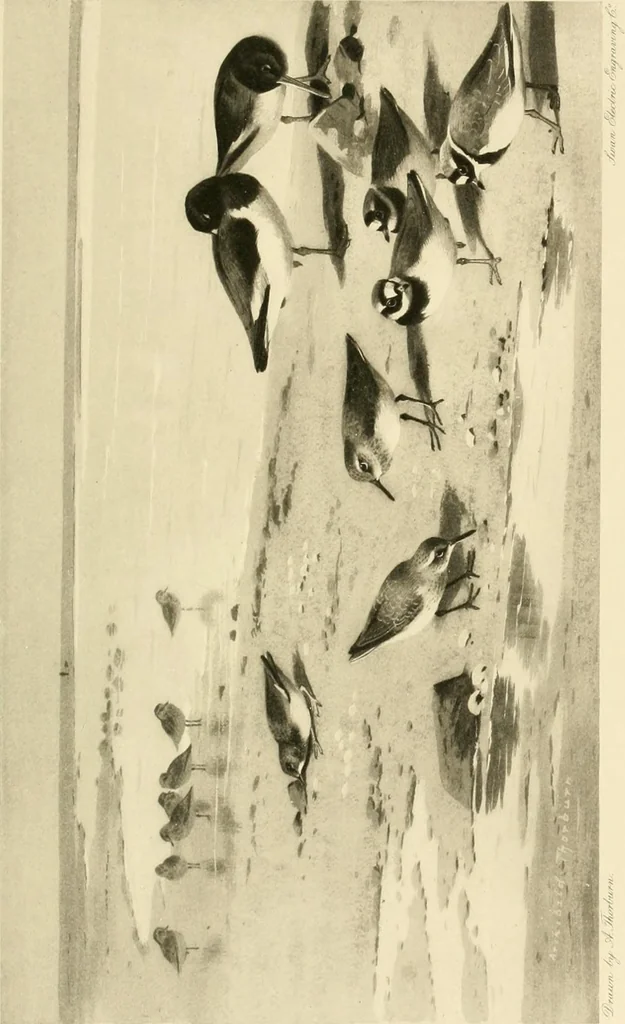 An illustration from The encyclopaedia of sport, 1897, leaf 380