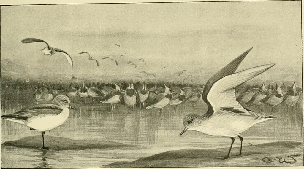 An illustration from The encyclopaedia of sport, 1897, leaf 382