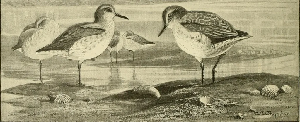 An illustration from The encyclopaedia of sport, 1897, leaf 383