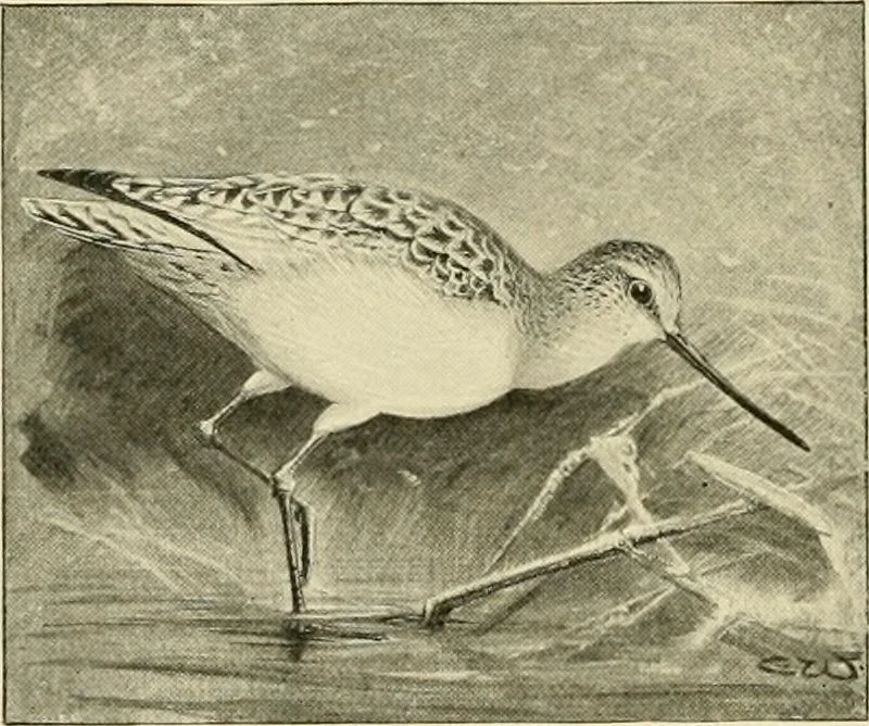 An illustration from The encyclopaedia of sport, 1897, leaf 385