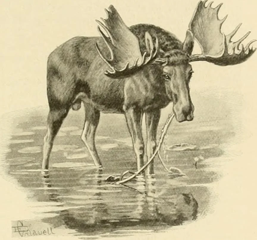 An illustration from The encyclopaedia of sport, 1897, leaf 40