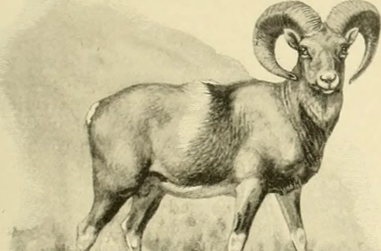 An illustration from The encyclopaedia of sport, 1897, leaf 42