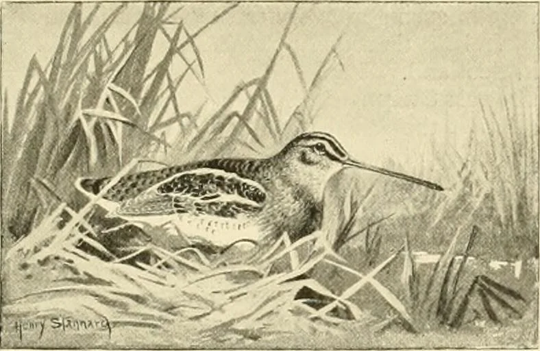 An illustration from The encyclopaedia of sport, 1897, leaf 422