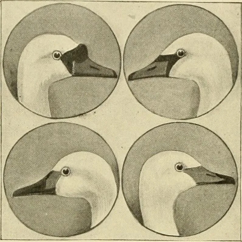 An illustration from The encyclopaedia of sport, 1897, leaf 453