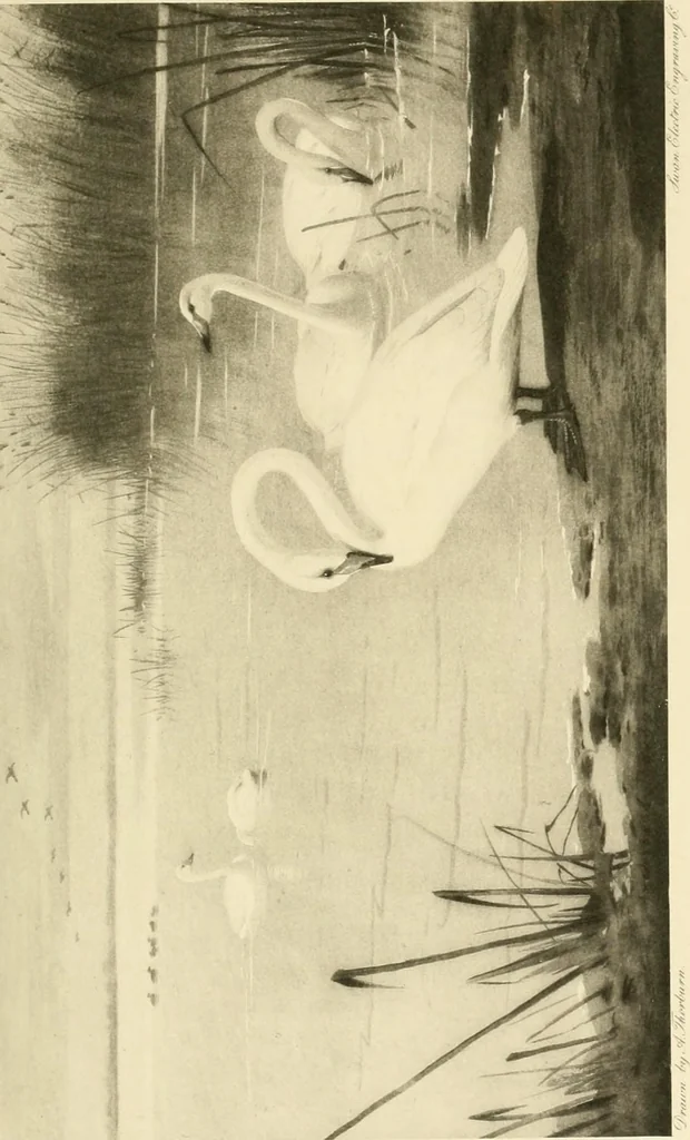 An illustration from The encyclopaedia of sport, 1897, leaf 456