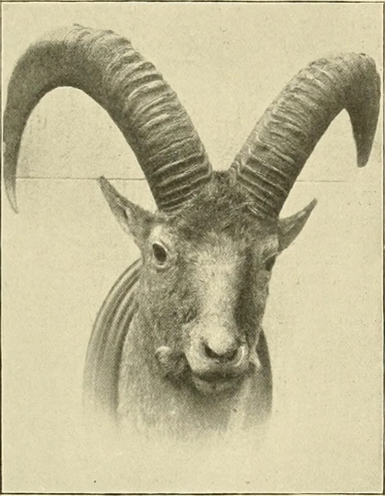 An illustration from The encyclopaedia of sport, 1897, leaf 476