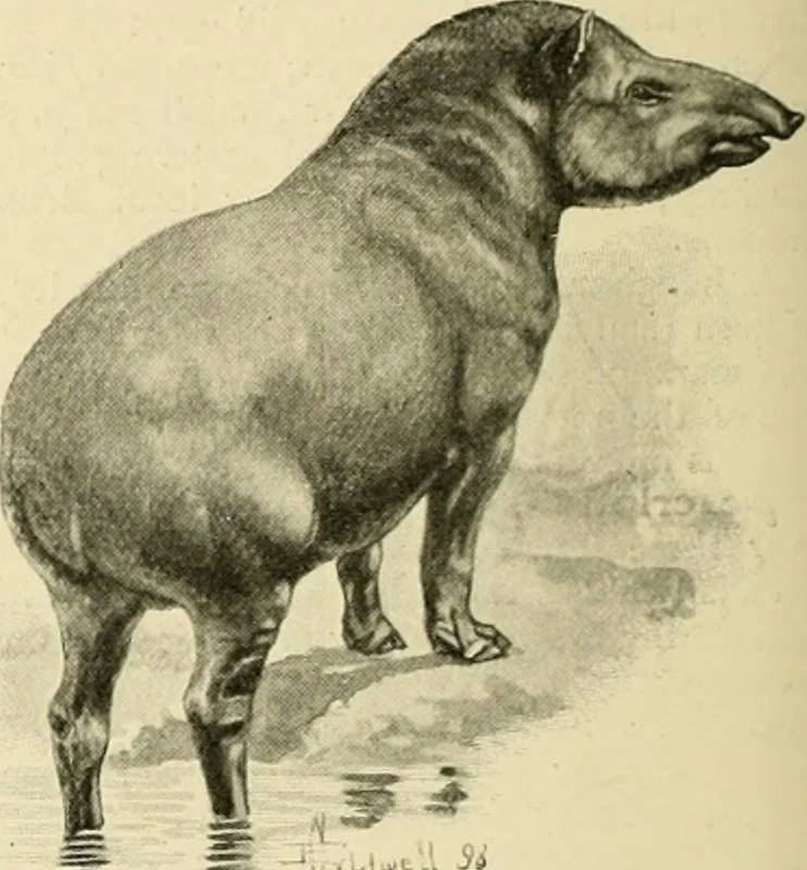 An illustration from The encyclopaedia of sport, 1897, leaf 477