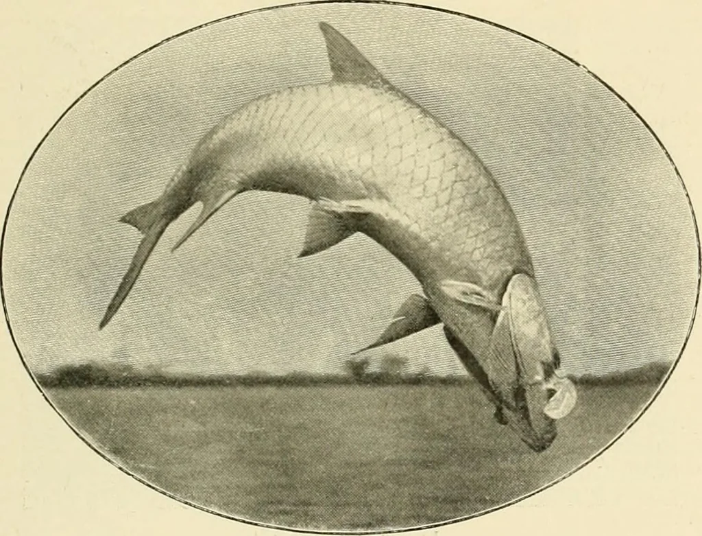 An illustration from The encyclopaedia of sport, 1897, leaf 480
