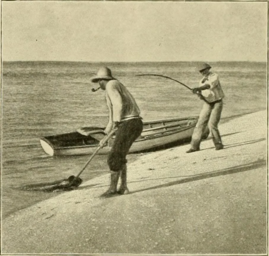 An illustration from The encyclopaedia of sport, 1897, leaf 483
