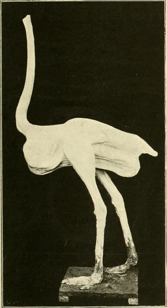 An illustration from The encyclopaedia of sport, 1897, leaf 492